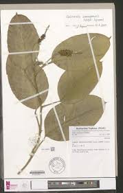 Image result for Culcasia falcifolia