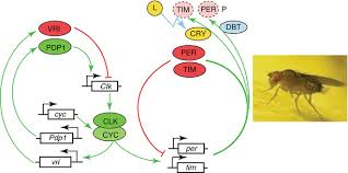 Expert recommended top 3 pest control companies in norfolk, virginia. How Light Resets Circadian Clocks Springerlink