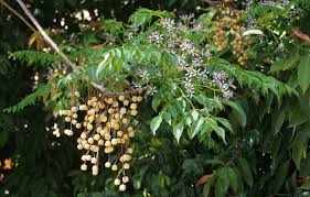 Brightly colored spots appearing on the leaves or fruit of a nearby tree are a common sign of a gymnosporangium infection that has spread from a cedar. Melia Azedarach Wikipedia