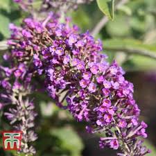 Maybe you would like to learn more about one of these? Buddleja Lo Behold Purple Chip Plants Thompson Morgan