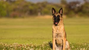 But the truth is… the belgian malinois belong to a group of dogs collectively referred to as chiens de berger belge. Belgian Malinois Breed Guide Sitstay