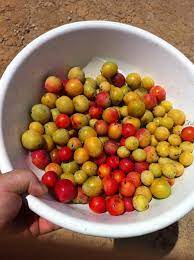However, apple trees do require cross fertilization if you want the best fruit possible. Plums In Kansas General Fruit Growing Growing Fruit