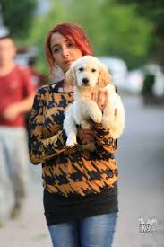pin on satilik golden retriever yavrulari