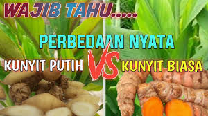 Meski tidak sepopuler kunyit kuning, temu putih juga sudah banyak digunakan sebagai obat tradisional di china ataupun jepang. Perbedaan Kunyit Biasa Dengan Kunyit Putih Youtube