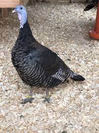 We did not find results for: Maria S Jersey Giants In The October Of 2017 We Purchased A Trio Of Heritage Standard Bronze Turkeys From Ruth Caron Of Texas I Sure Did Not Expect These Birds To Lay