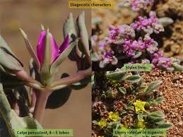 Image result for Aizoaceae