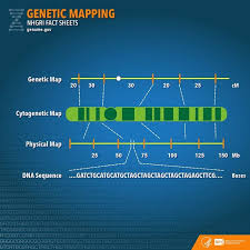 Difference Between Genetic Map And Physical Map 1 Physical Map Genetics Biology Notes