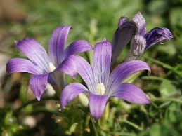 Image result for Romulea camerooniana