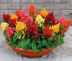 Rainbow Sherbert Celosia Seeds Porch Flowers Flower Seeds Celosia Flower