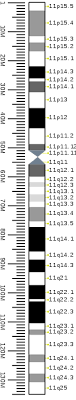 Explain how pedigrees are used to study human traits. Chromosome 11 Wikipedia