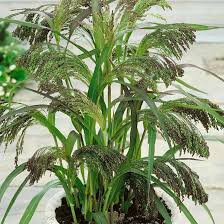 Image result for Panicum schinzii