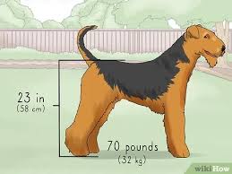 Airedale puppies for sale scotland. 3 Ways To Identify An Airedale Terrier Wikihow