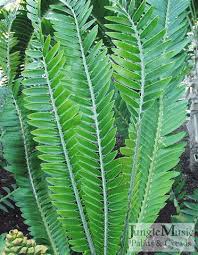 Image result for Encephalartos