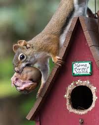 What Do Squirrels Like To Eat Squirrels Feeding Anifa Blog Animals Beautiful Cute Squirrel Squirrel