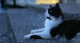 Aslan Parcasi Kedi