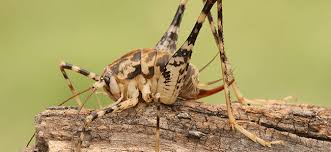 If there are cracks along your home's foundation. Spider Crickets The Bugs You Don T Want In Your House