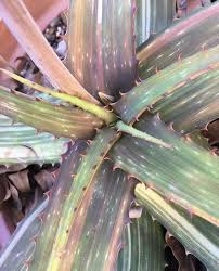 Image result for Aloe cameronii × greatheadii