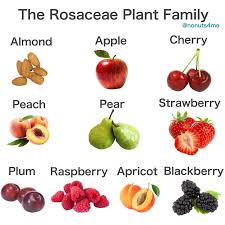 Image result for Rosaceae