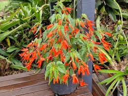 Image result for Begonia elaeagnifolia