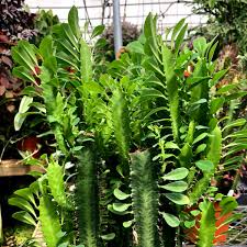 Image result for Euphorbia dedzana