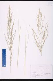 Image result for Eragrostis curvula