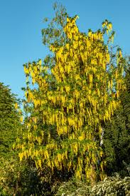 Image result for Laburnum anagyroides