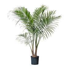 ravenea potted plant ikea ikea plants palm plant majesty palm