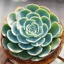 Echeveria Secunda Var Glauca Echeveria Planting Succulents Succulents