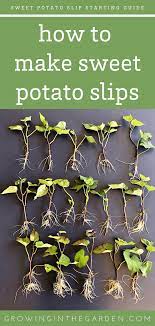 Sweet potato planting time protect tender sweet potato leaves from the direct hot sun for five days after planting. A Fast And Easy Way To Make Sweet Potato Slips Growing In The Garden