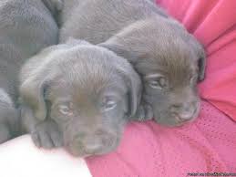 We offer a variety of puppies in nc and surrounding states from reputable dog breeders. Akc Chocolate Lab Puppies For Sale In Idaho Falls Idaho Best Pets Online