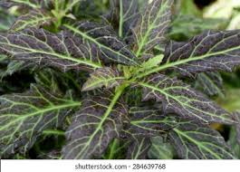 Image result for Gynura pseudochina