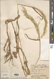 Image result for Hylebates cordatus