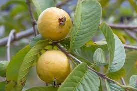How To Grow Guava Harvest To Table