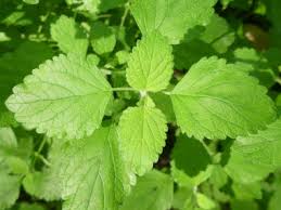 A limited edition giclee print of the blueberry plant identification botanical page. Lemon Balm Pictures Flowers Leaves Identification Melissa Officinalis