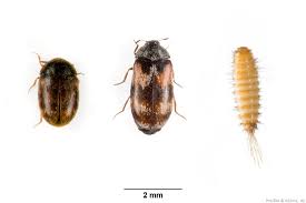 Bei homegate.ch findest du 1 passende immobilien | der grösste immobilienmarktplatz der schweiz. Khaprakafer Berlinkafer Speckkafer Der Gattung Trogoderma Oekolandbau