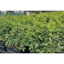 Image result for Hardenbergia comptoniana