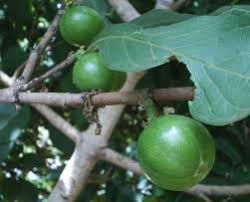 Image result for Vangueria