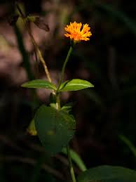 Image result for Hypericophyllum compositarum