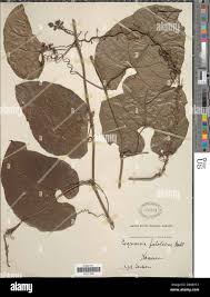 Image result for Cogniauxia podolaena