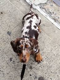 Chocolate Tan Dapple Smooth Coat Dachshund Dog Dachshund Breed Dapple Dachshund