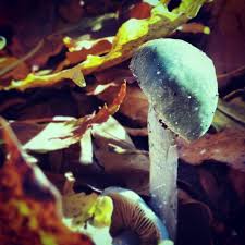 Schon Mal Einen Petrol Pilz Gesehen Weiss Jemand Was Das Fur Einer Ist Pilzkopf Dresden Pilze Pilzkenner Colorsofautumn Instagram Pilze Pilzkopf