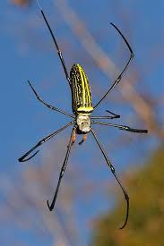 Bug guys pest control is a bug & pest extermination company located in indio, ca. Golden Orb Web Spider Nephila Pilipes Nephilinae Araneidae Spider Arachnids Bugs And Insects