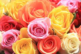 Check spelling or type a new query. J R Roses Wholesale Flowers 7963 Nw 33rd St Doral Fl 33166 Yp Com