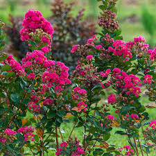 9 (20 to 30 f) 90 results common name: Northern Belle Hardy Watermelon Crape Myrtle Spring Hill