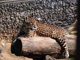 Genome Study Offers Clues About History Of Big Cats