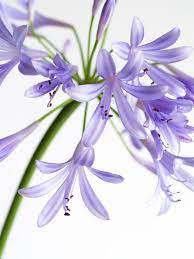 Agapanthus Aka African Lily Or Lily Of The Nile Peak May August Botanical Flowers Purple Flowers Flower Art