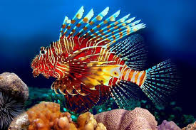 Tidak diragukan lagi bahwa lautan menyimpan keindahan. Lebih Seram Dari Hiu Ini 7 Ikan Paling Mematikan Di Lautan