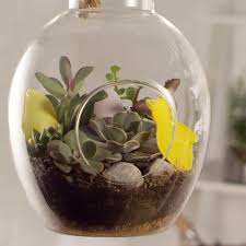 During the resting period, only water when the soil is dry to the touch. How To Make A Succulent Terrarium