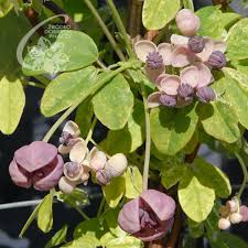 Maybe you would like to learn more about one of these? Andere Kletterpflanzen Clematis Zrodlo Dobrych Pnaczy
