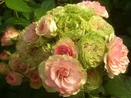 I fiori del periodo, che possiamo trovare a giugno, luglio ed le ortesie, fiori molto grossi e spumeggianti, anch'essi di varie tonalità del bianco e rosa, ma la peonie ? Rose Nostalgiche